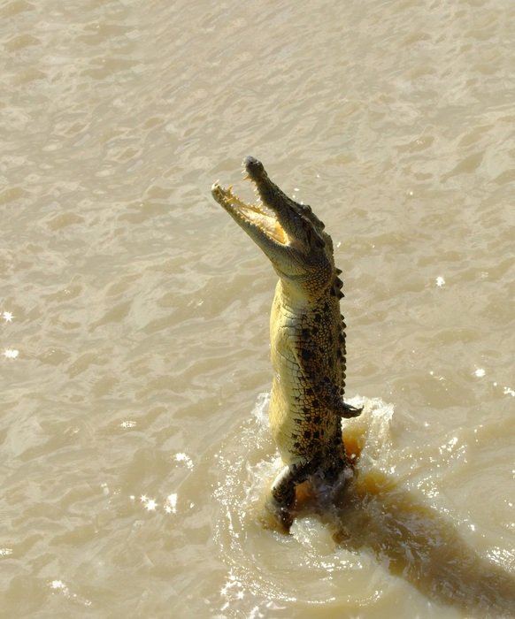 crocodile jumping in the water