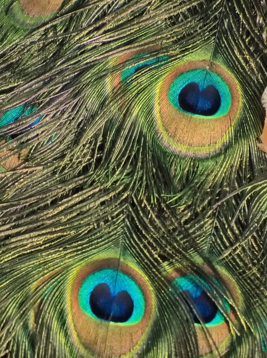 Peacock Eye Pen