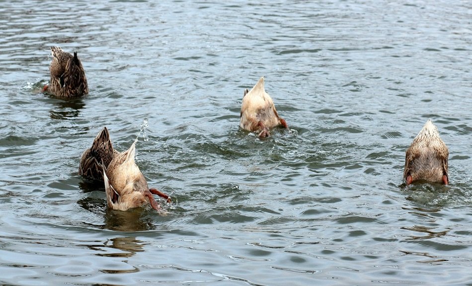 upending ducks in the water