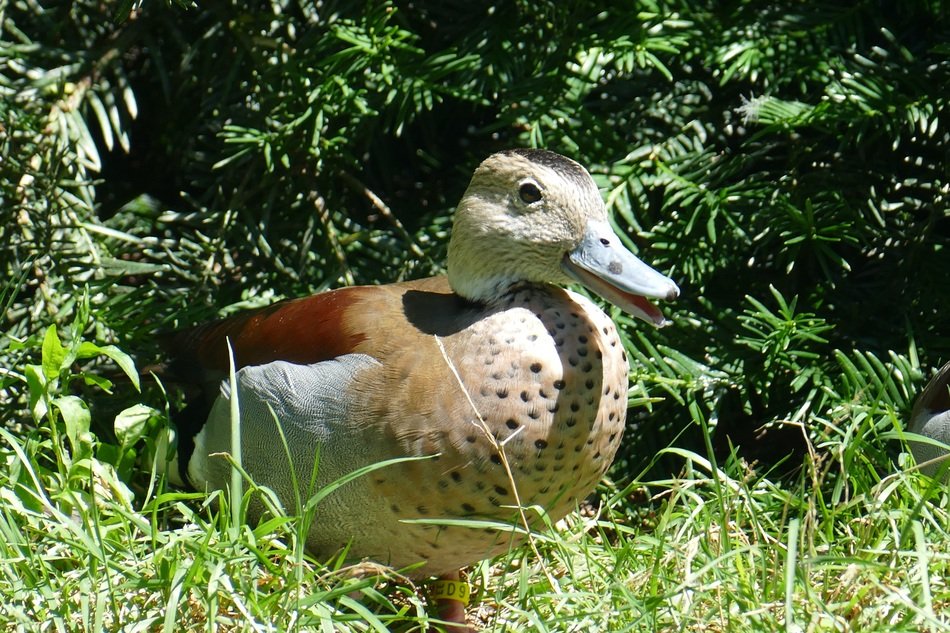 duck with colorful plumage in the grass in the sun