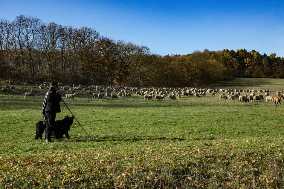 Hainich Sheep