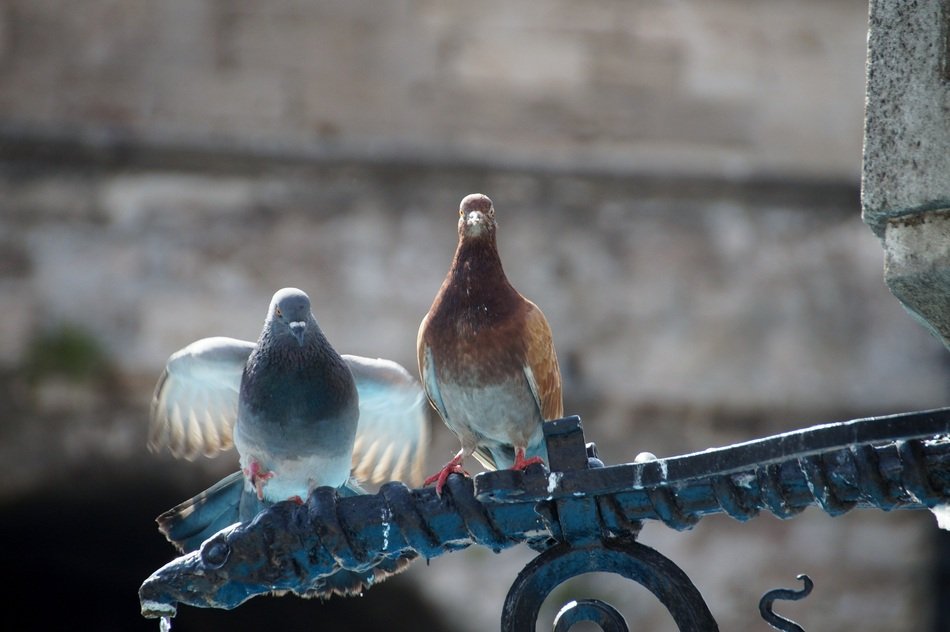 Two cute pigeons