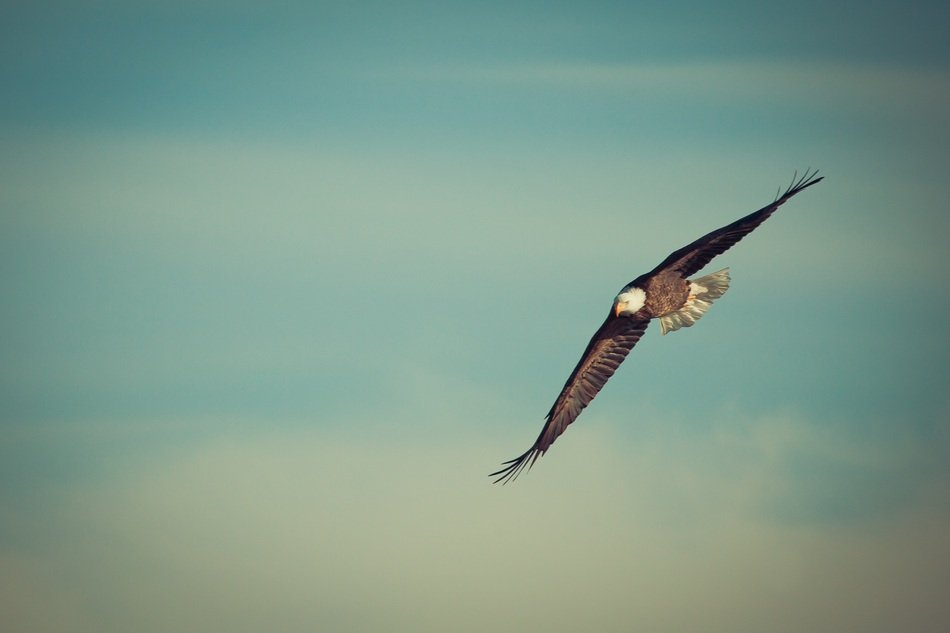 eagle in a flight in the sky