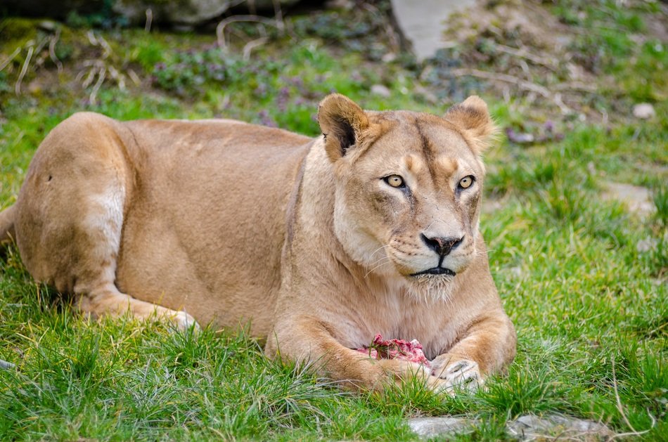Lioness rests on grass in captivity