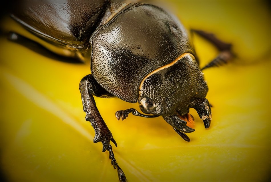 brown lucanus cervus