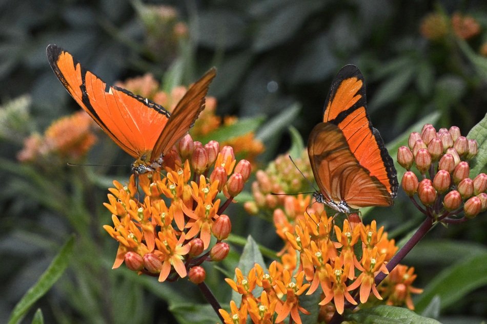 close-up view of orange Butterflies on flowers bloom