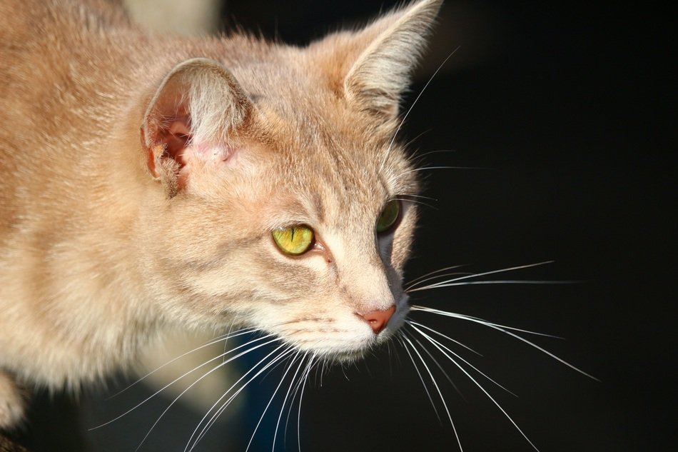 red cat on the black background