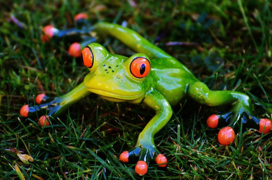 Green frog on the green meadow