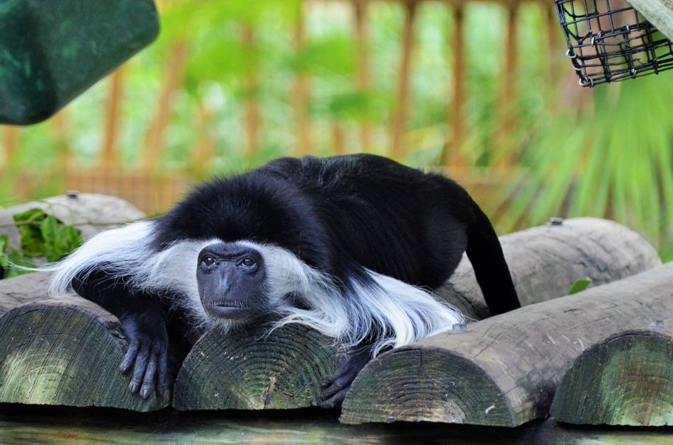 eastern black-and-white colobus in the zoo