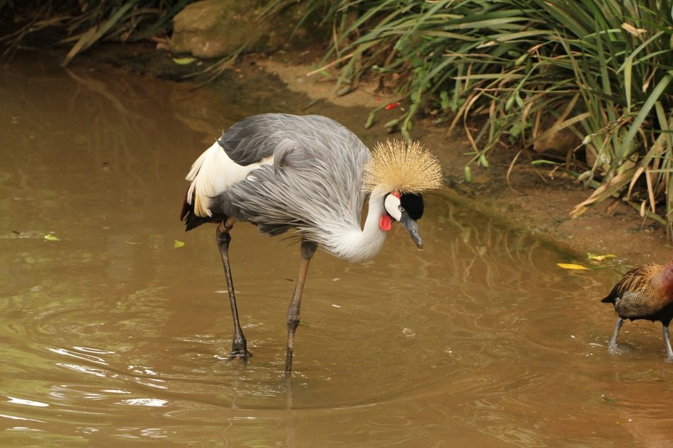 crowned crane in the water