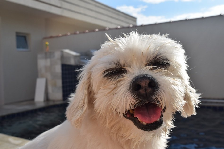 photo of the doggy