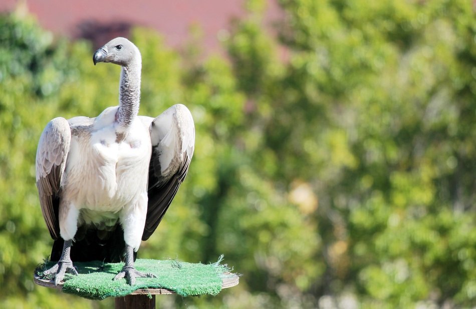 gray vulture sits outside the city