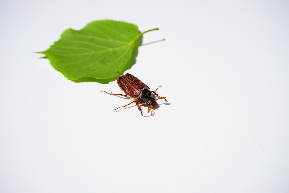 beetle and green leaf on white background