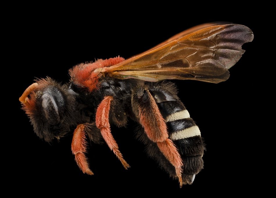 bee on the black background