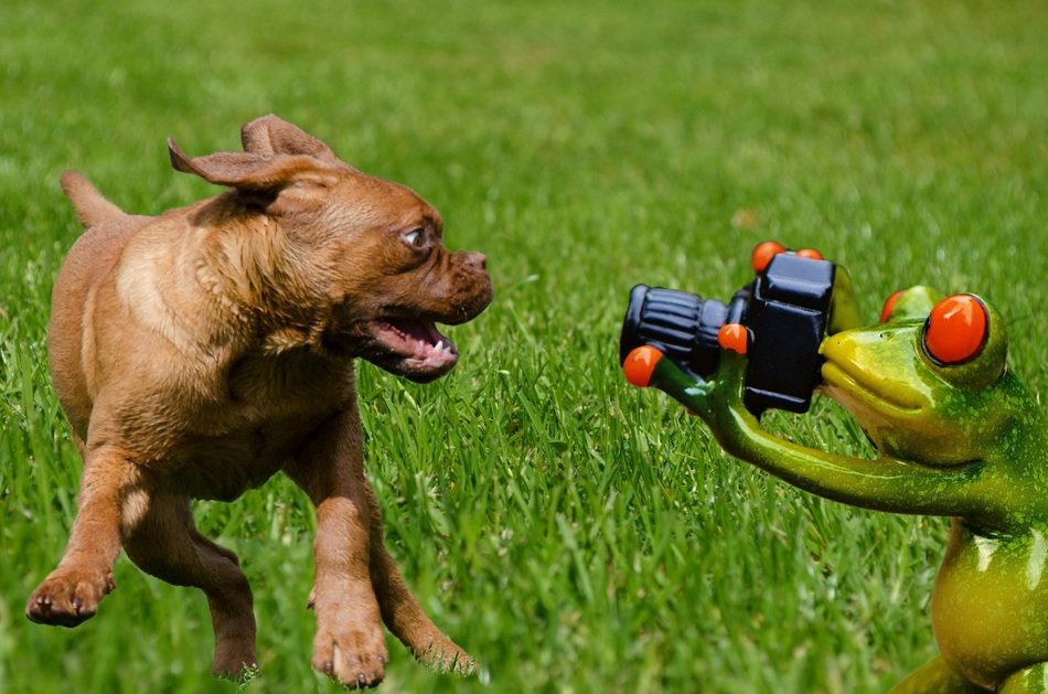 funny dog on the background of lawn decorations