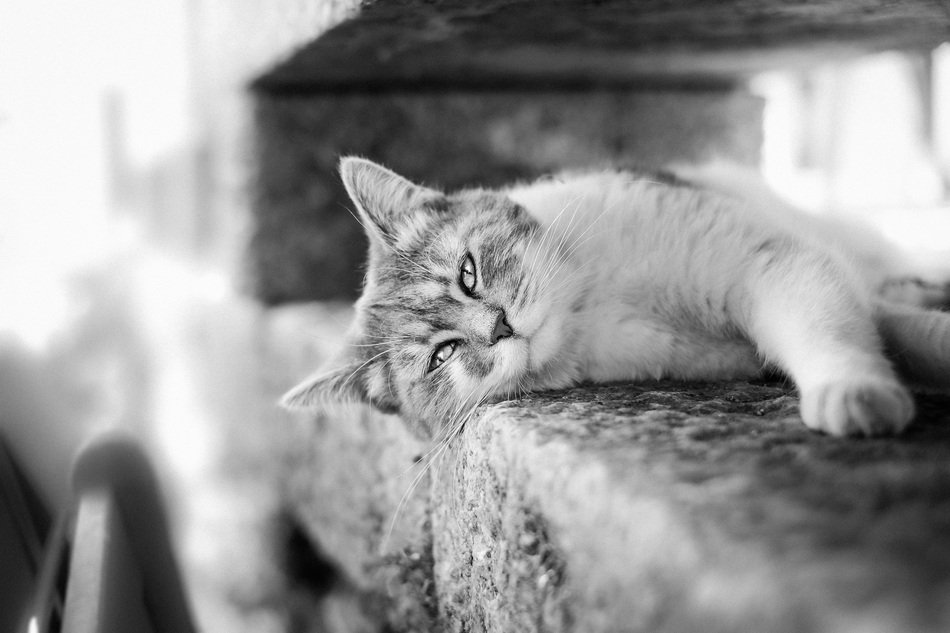 cute lovely Cat Black And White photo
