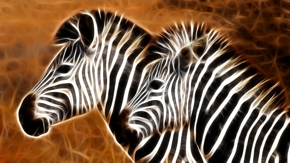 picture of two zebras