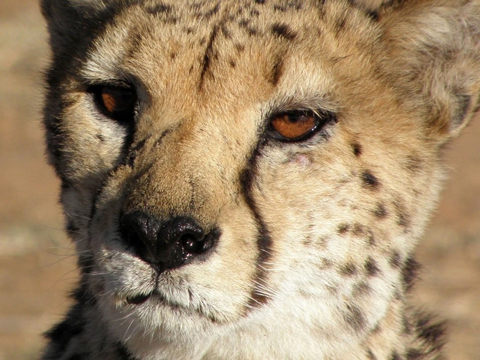 wonderful and beautiful Cheetah
