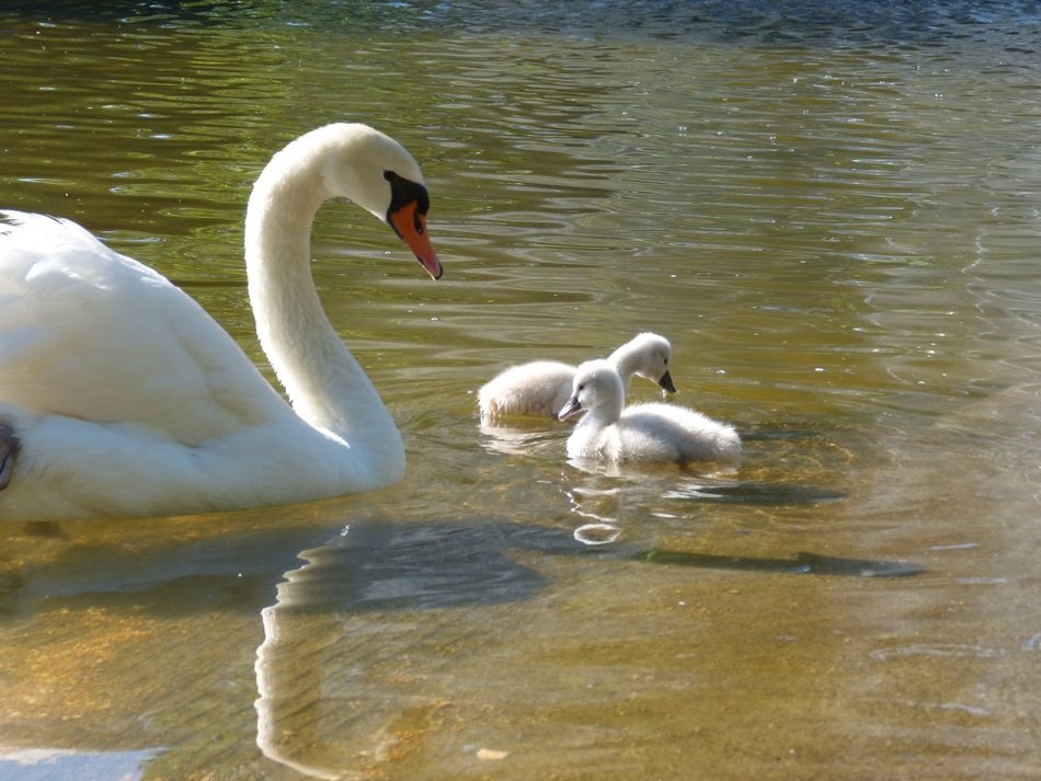 swan on the lake in the park