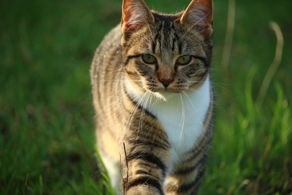 Mackerel Cat walking straigth by lawn