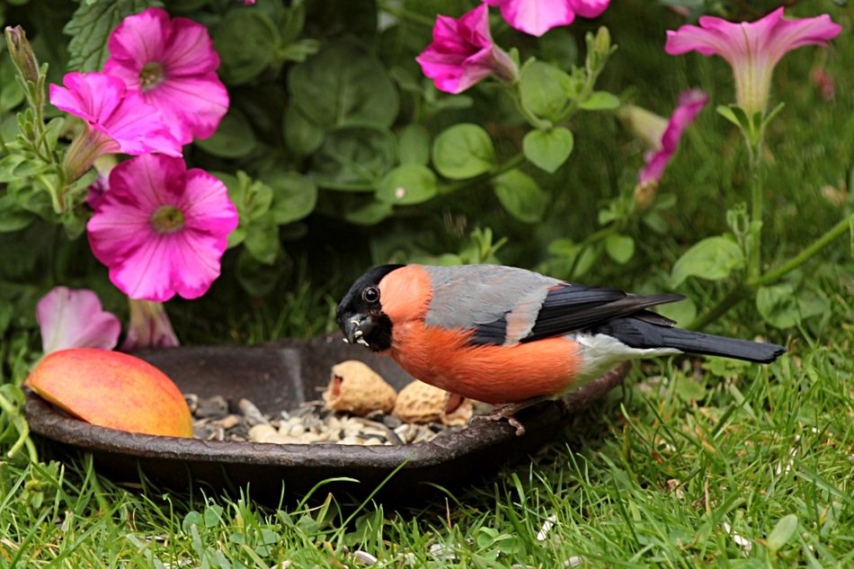 feeding the bullfinch in the garden