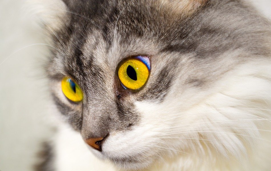 face of a gray cat with bright yellow eyes close up