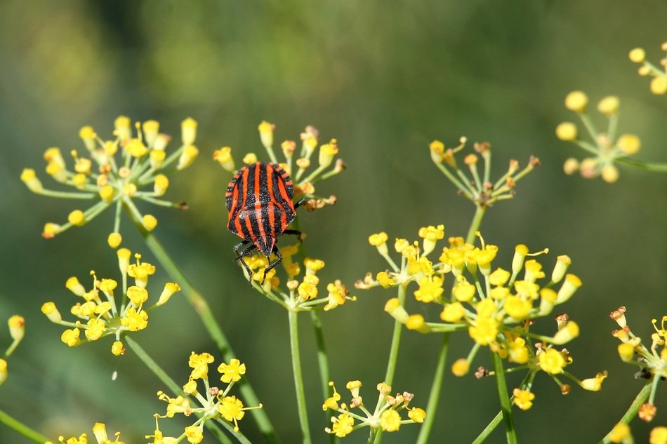 Picture of the strip bug on a flower close-up on blurred background