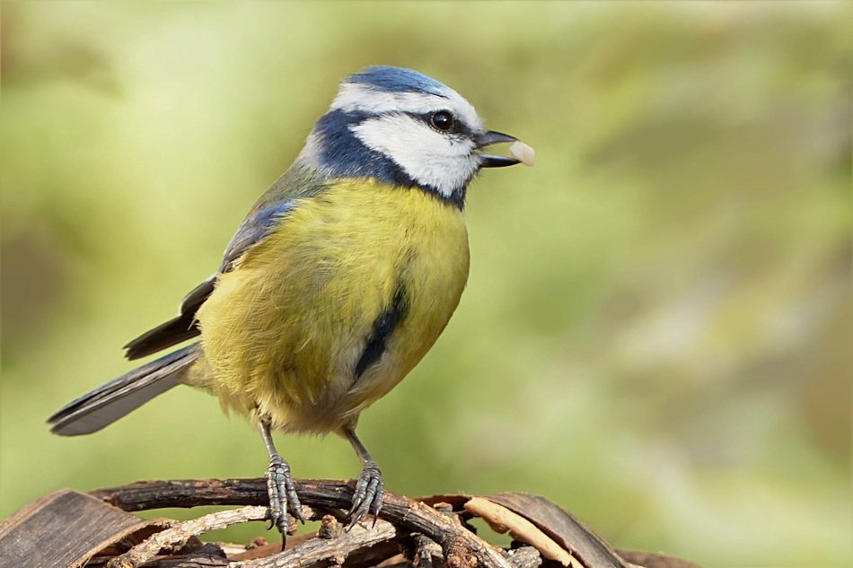 Natural blue tit