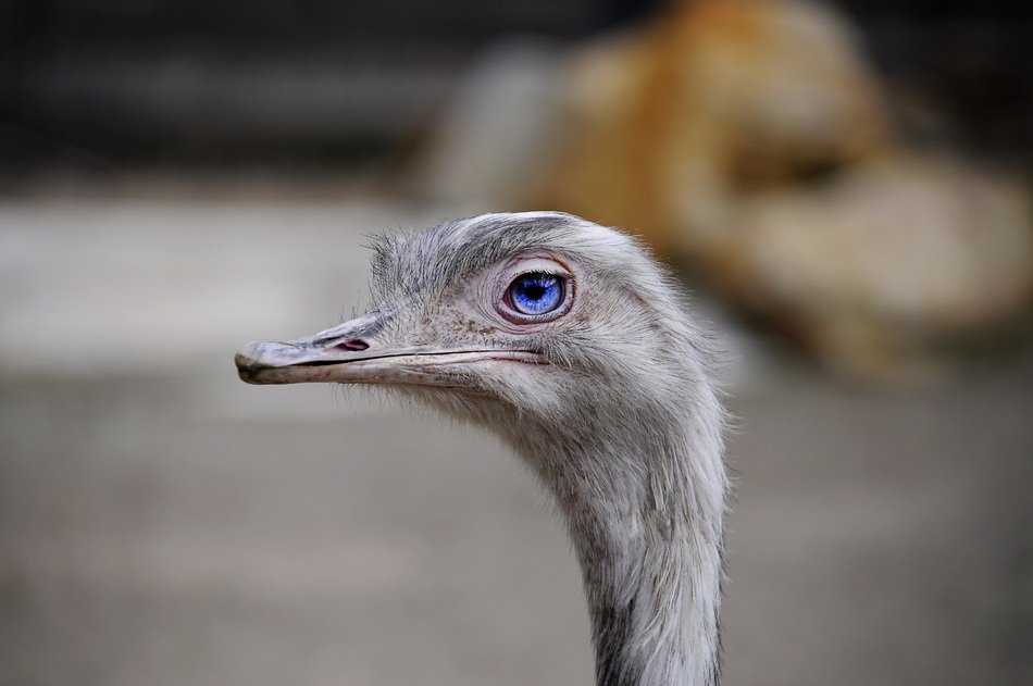 The Ostrich with beautiful eyes close-up on blurred background