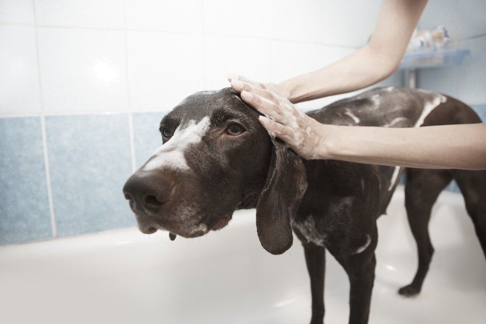 human and Dog in a Shower