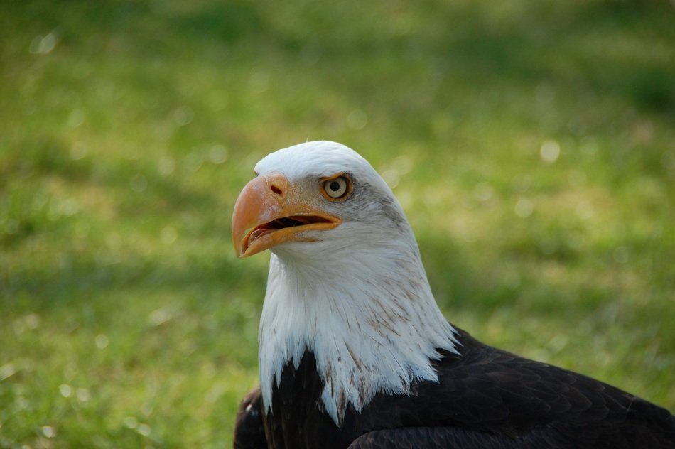 Black and white raptor