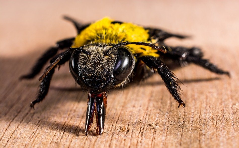 Macro photo of the black and yellow beetle on the wood