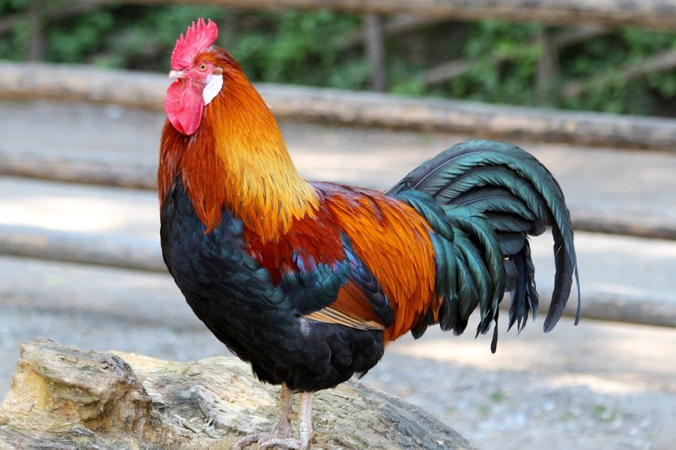 bright colorful rooster on the farm