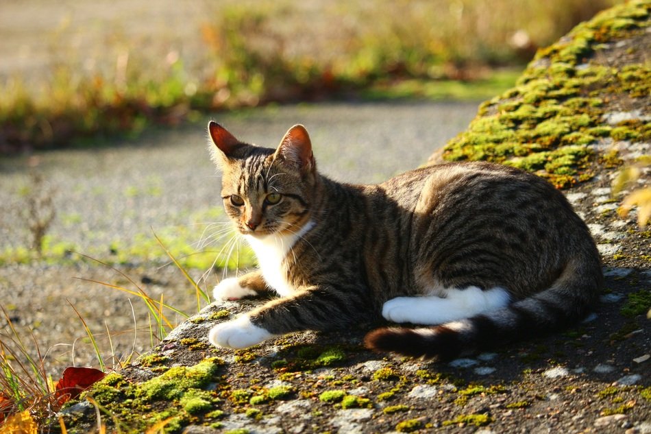 domestic cat in autumn