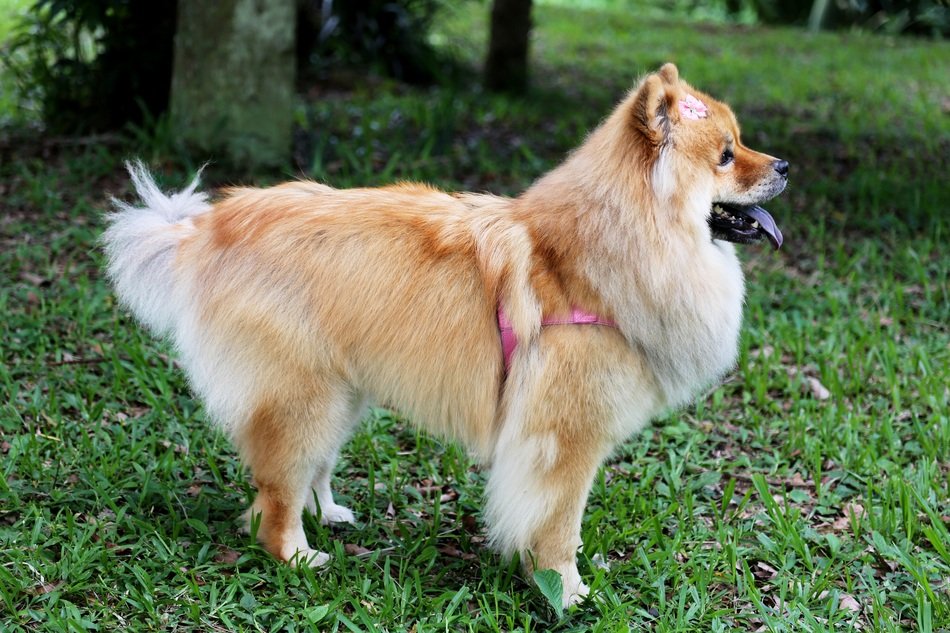 chow-chow dog on green grass