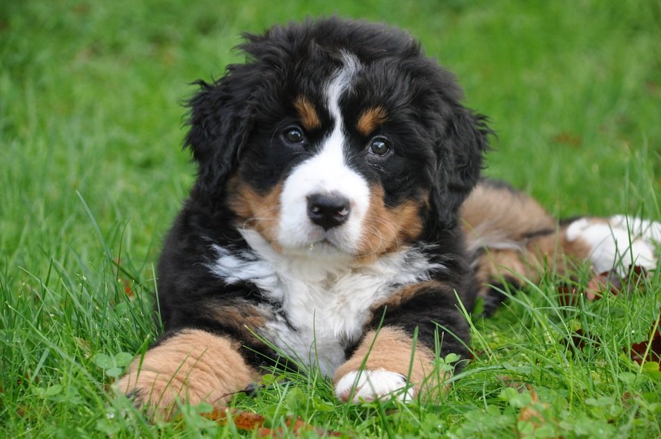 cuddly puppy of a bernese mountain dog