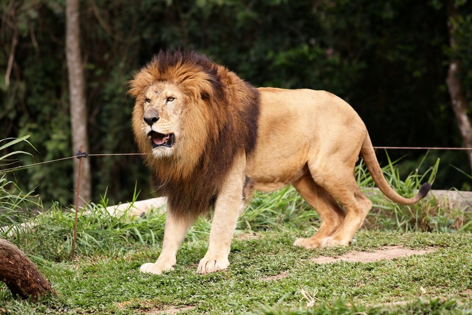 king of the jungle on the hunt
