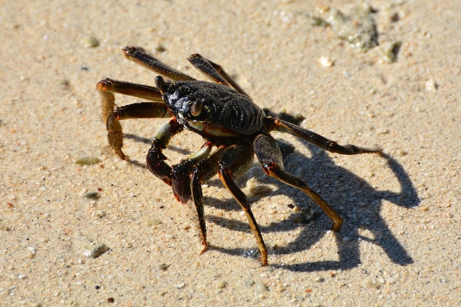 crustacean in the sand under the bright sun