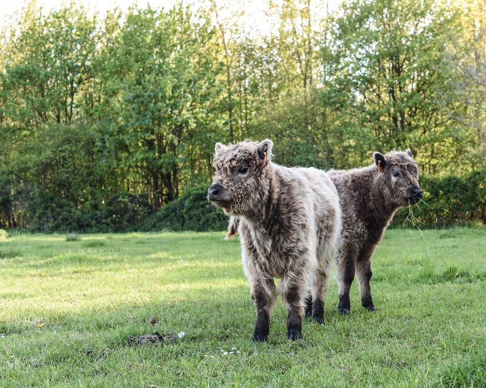 cute Hairy Cow