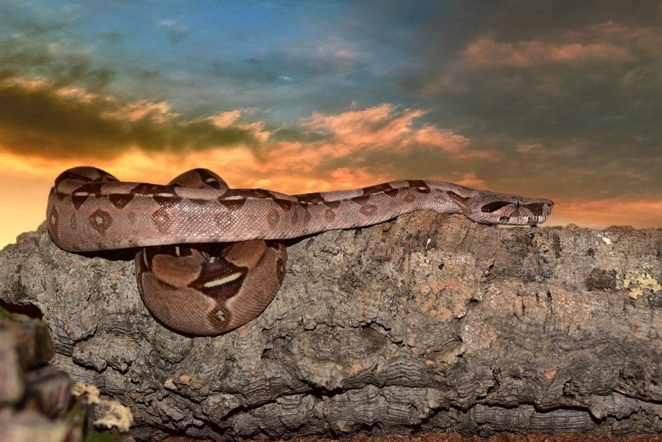 boa on a rock on the sunset background