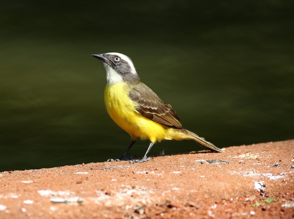 perfect beautiful Colorful Bird