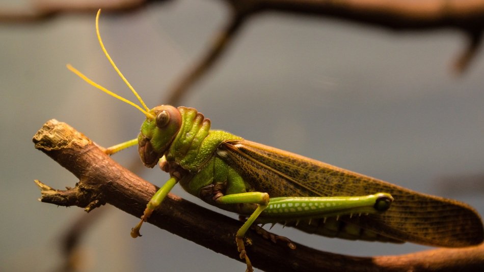 green grasshopper sitting on a branch