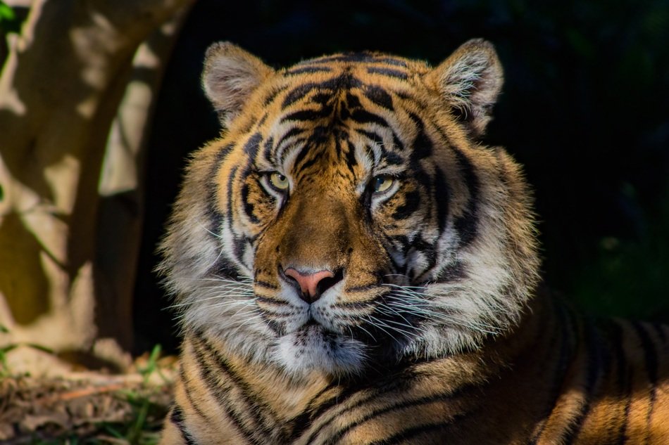 Closeup photo of Tiger