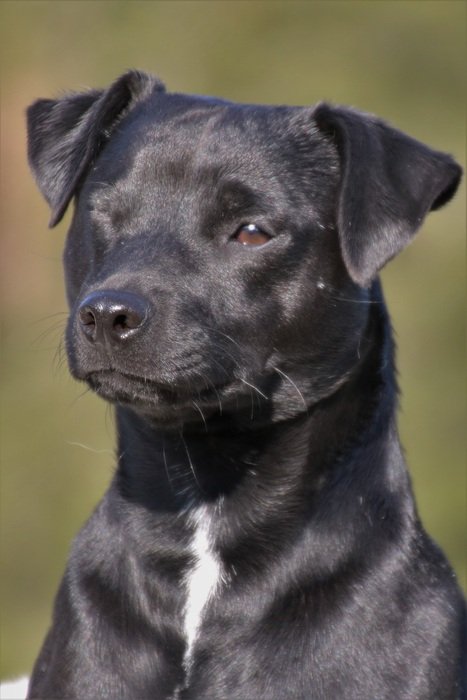 portrait of a putterdale terrier in the sun