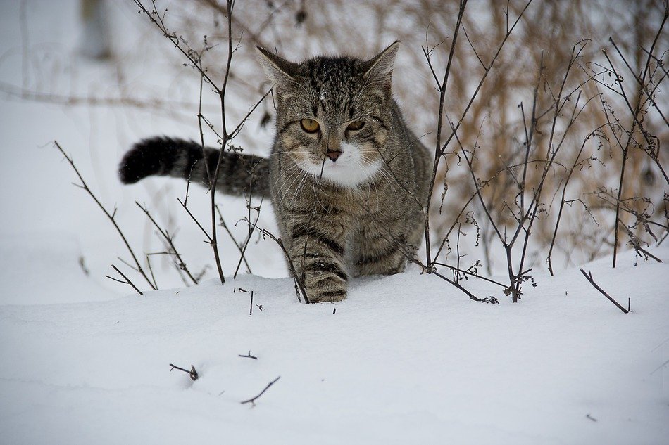 tabby cat on the street in winter
