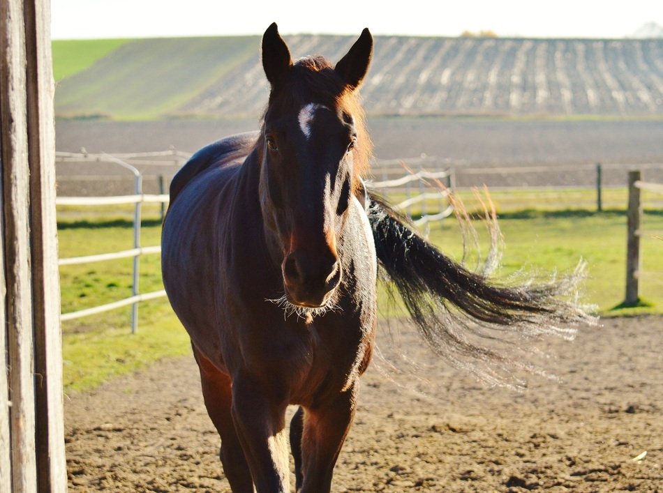 horse in the fields near Reiterhof