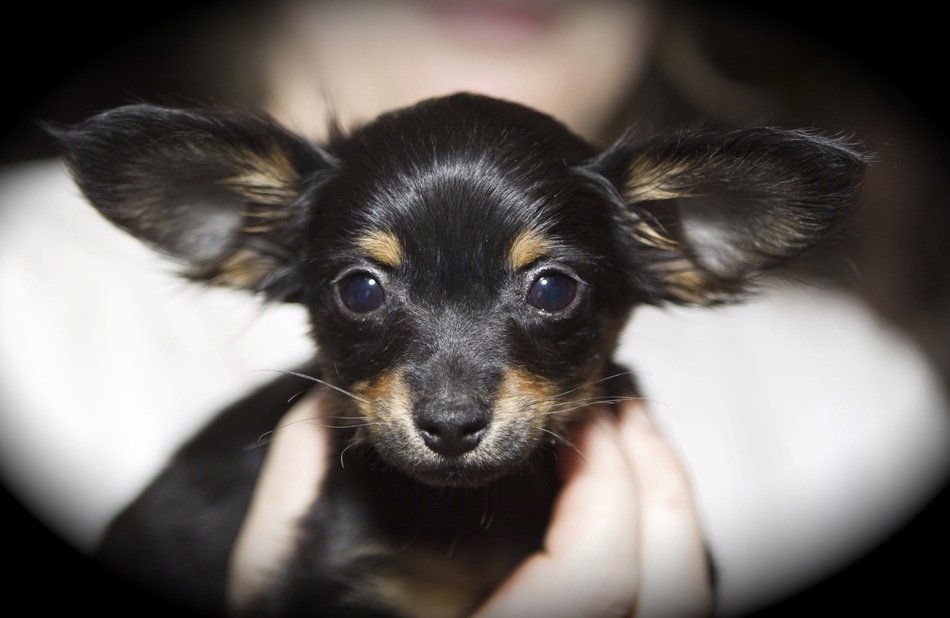 Toy Breeding Joeberger