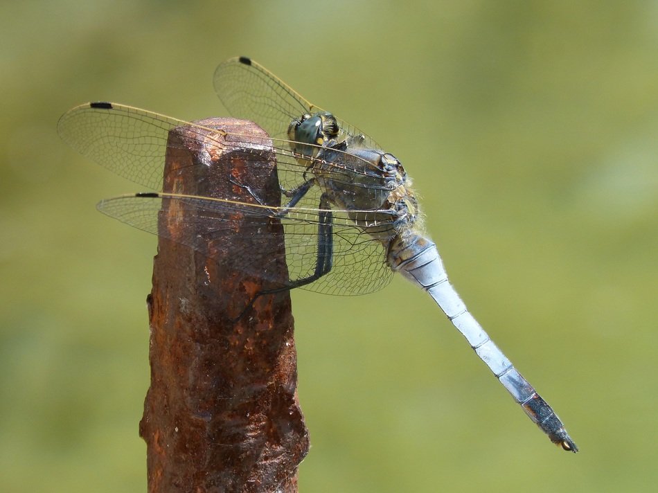 Blue Dragonfly sitting on pile, blurred background