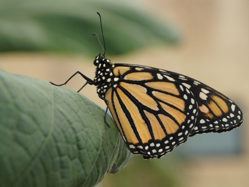 striped butterfly on cabbage in the garden
