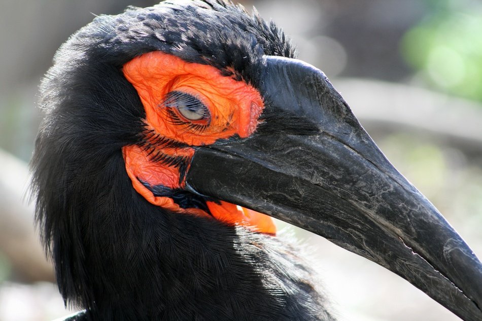 southern ground hornbill